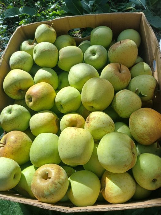 Mere en-gross de vanzare