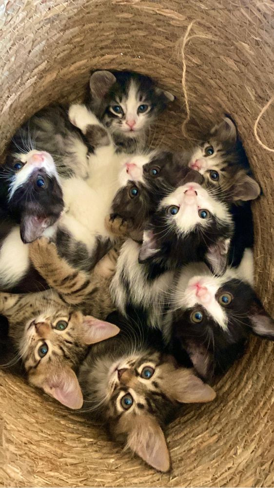 Котята недобросовестных просим не беспокоить