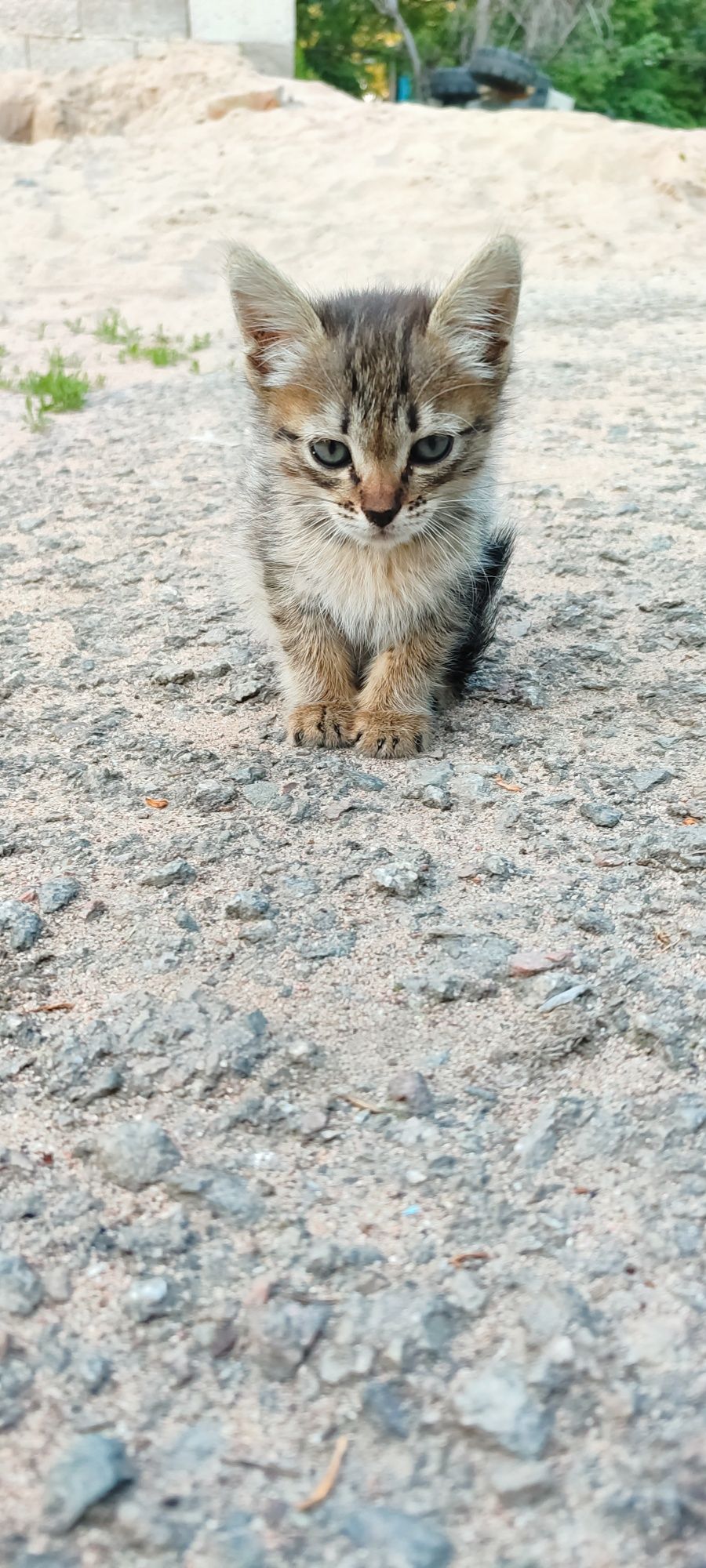 Маленький котёнок, девочка