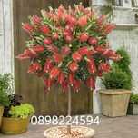 Калистемон (Callistemon citrinus)