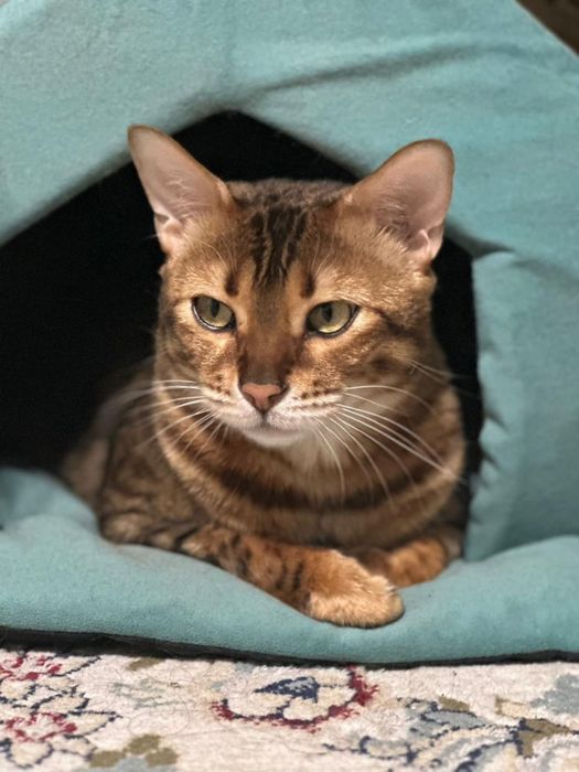 Бенгальский мысық беріледі