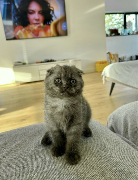 British Shorthair/ Scotish Fold disponibili