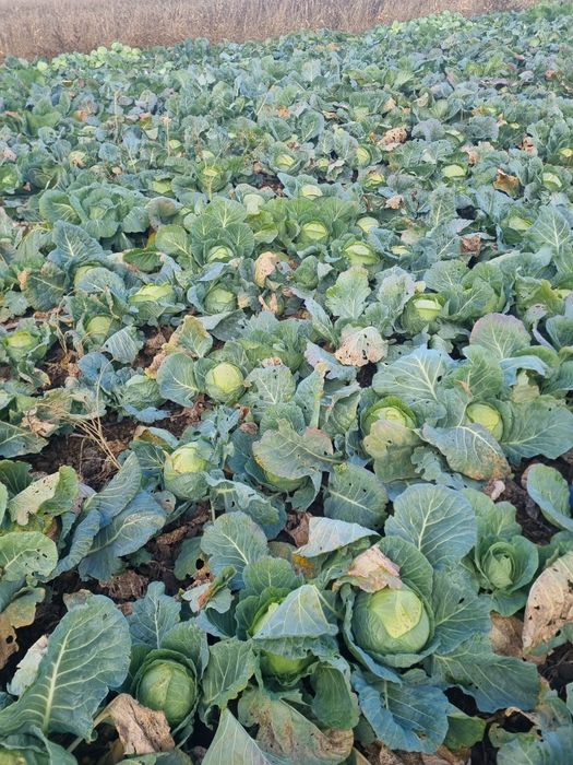 Varza de Buzău în cantități marii!