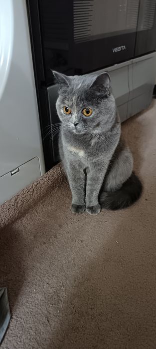 Skottish strayt mushuk, qiz bola