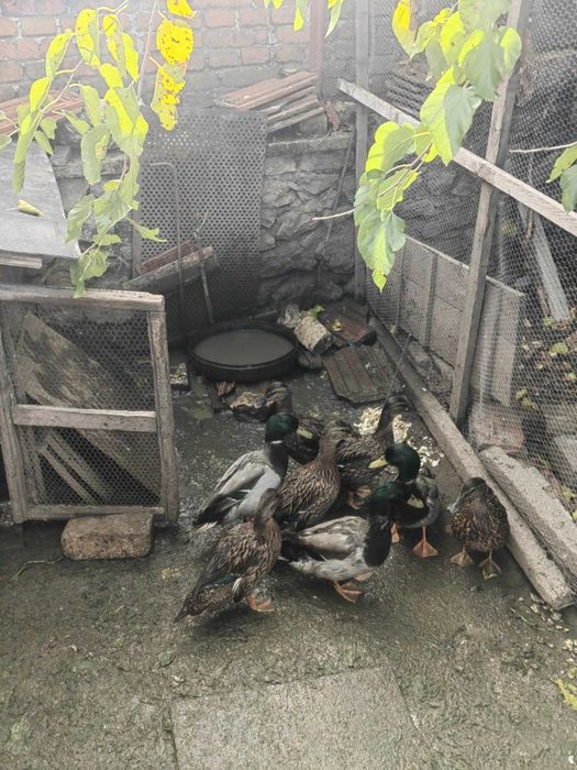 Продавам Юрдеци мъжки и женски !