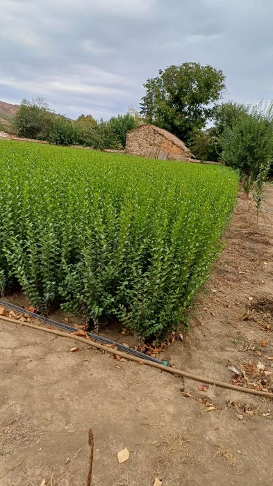 Лигуструм (ligustrum)