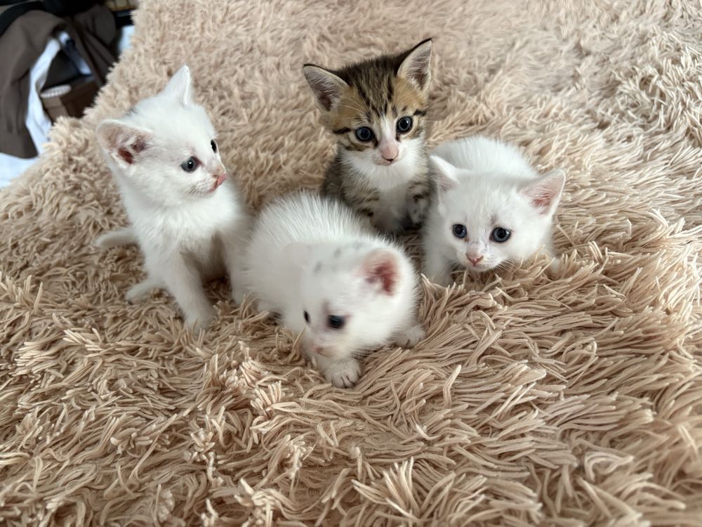 Отдаем котят бесплатно,в хорошие руки