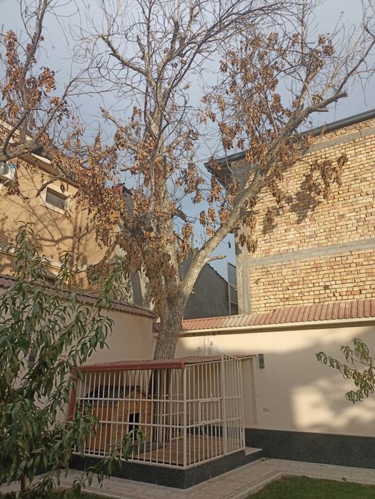 Ёнгоқ дарахти ( Дерево Орех )