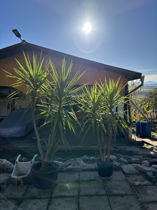 Продажба на Палми! Цена по договаряне!