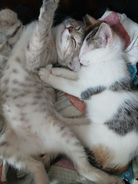 Срочно красивые котята
