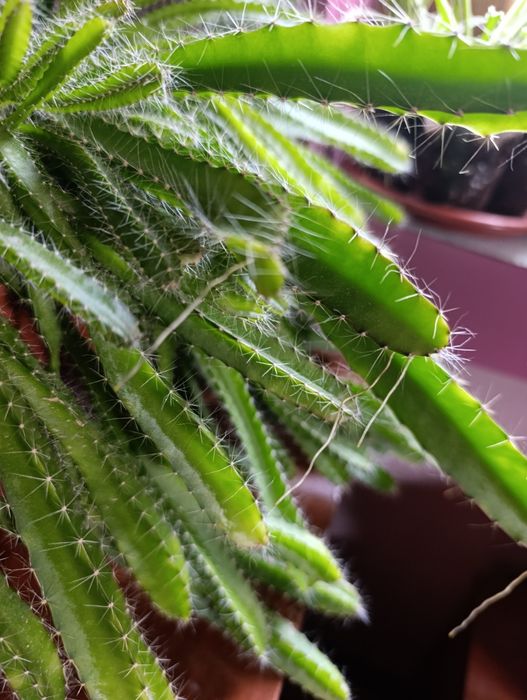 Цитрус  кўчати Дракон фрукт  Питахая