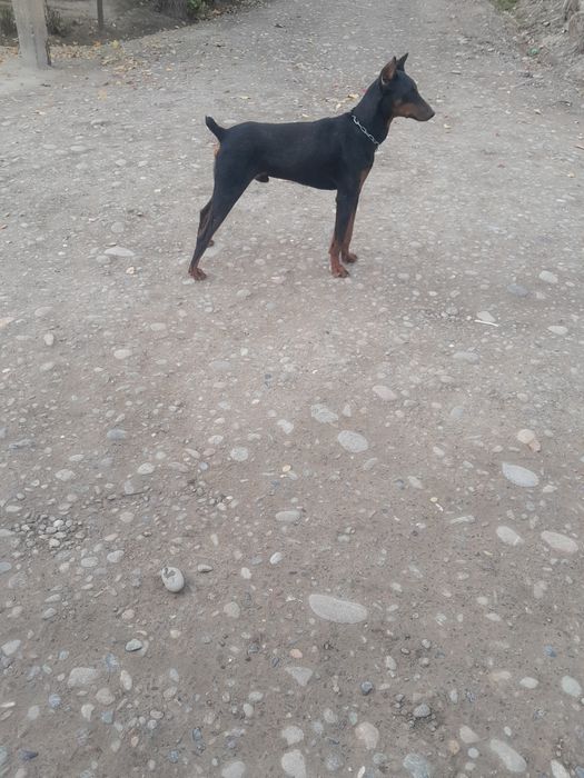 Doberman yoshiga tuldi erkak