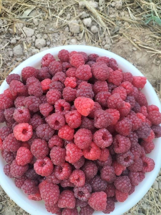 Malina kóchat autum bliss navi