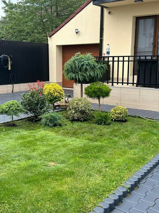 Va oferim ce mai mare gama de plante ornamentale calitatea 1