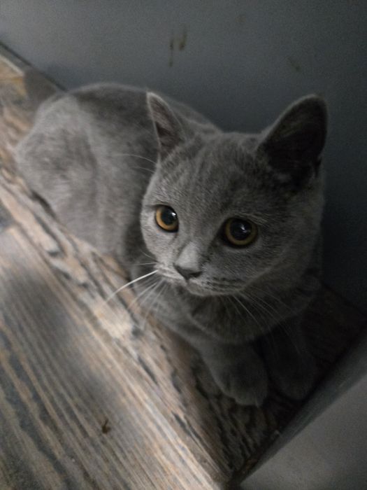 Британска късокосместа, котета