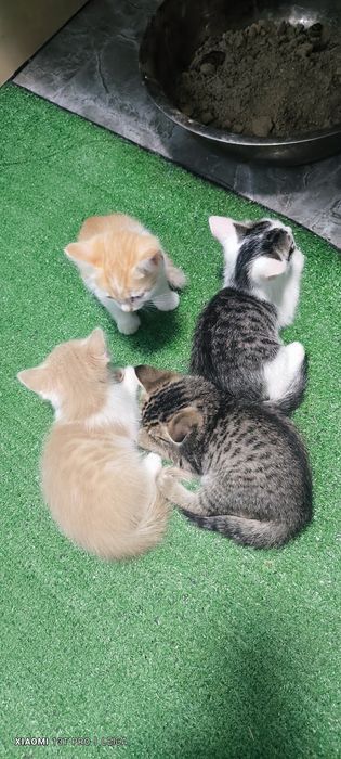 Отдам котят в добрые руки