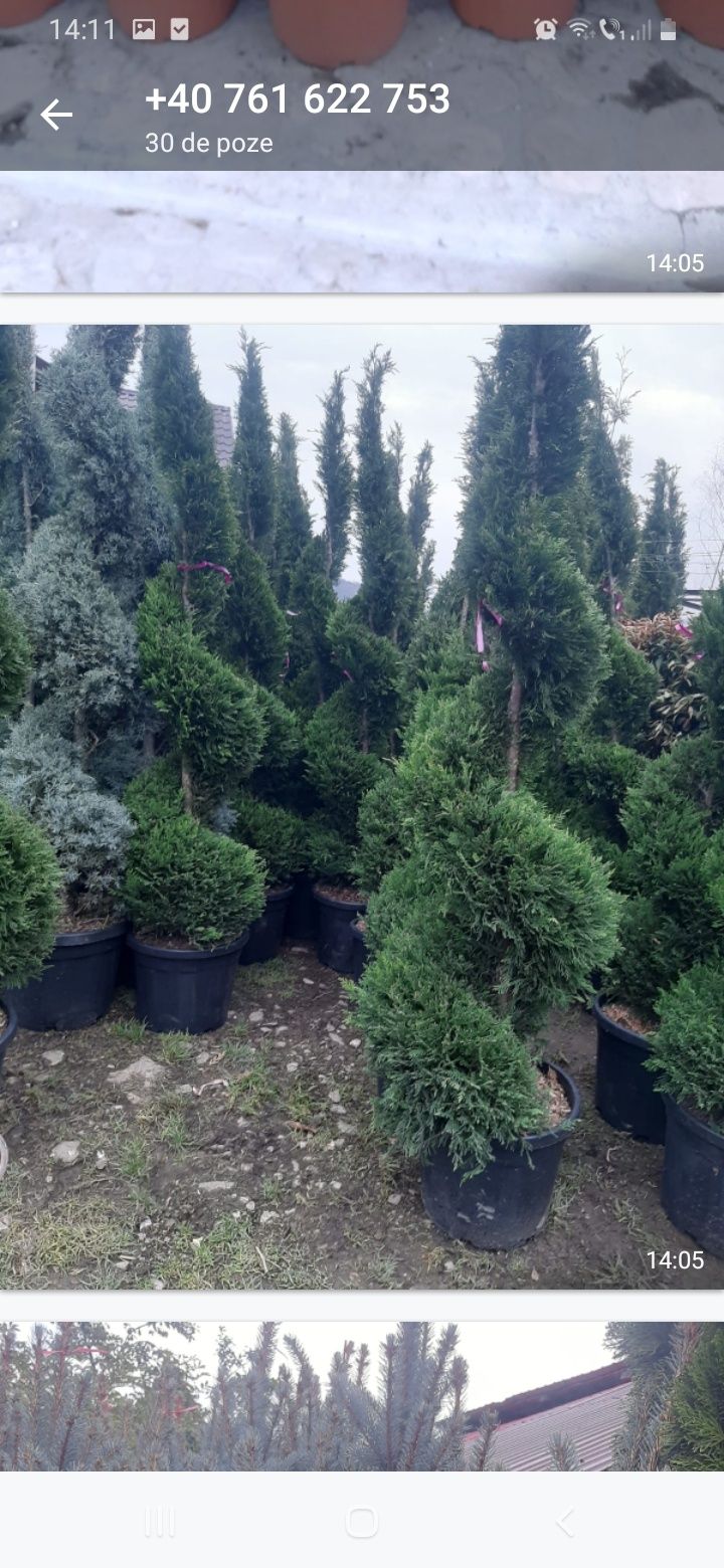 Tuia Smaragd Buxus Tuia spiral