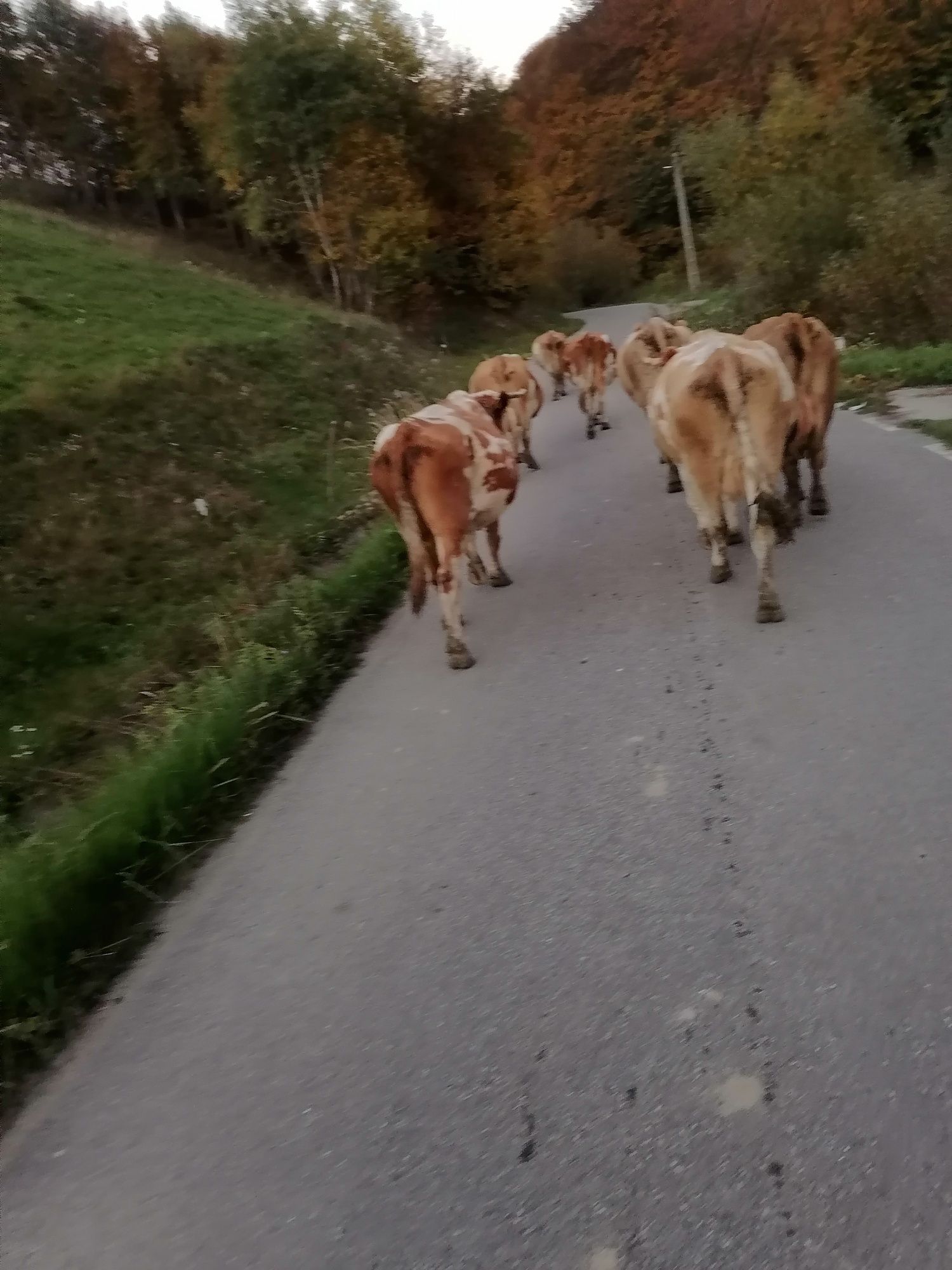 Vaci baltata romaneasca