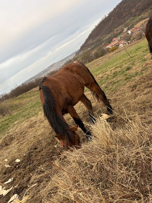 Vand doi manji 1 an 7 luni 2 ani 7 luni