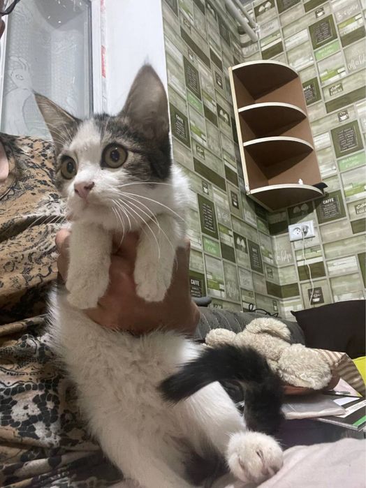 Styopa va Cherepashkaga oila izlaymiz!