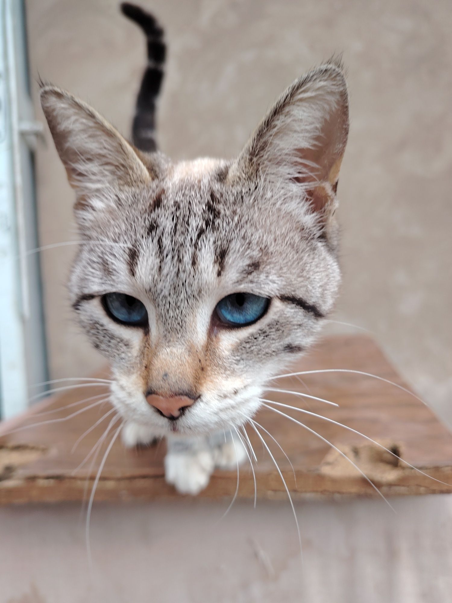 Сиямски Кошки мать и сын