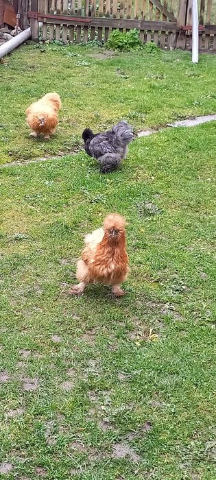 3 găini matase japoneza