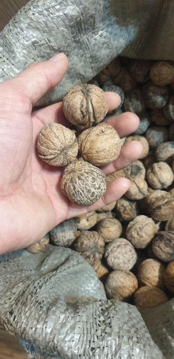 Жаңғақ орех греческий  местный Қазақстан