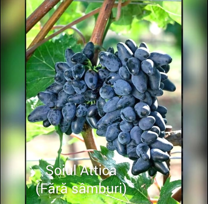 Butași viță de vie anul 3, calitate exceptioanala