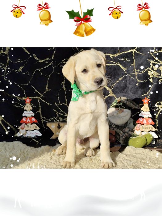 Pui labrador cu Pedigree