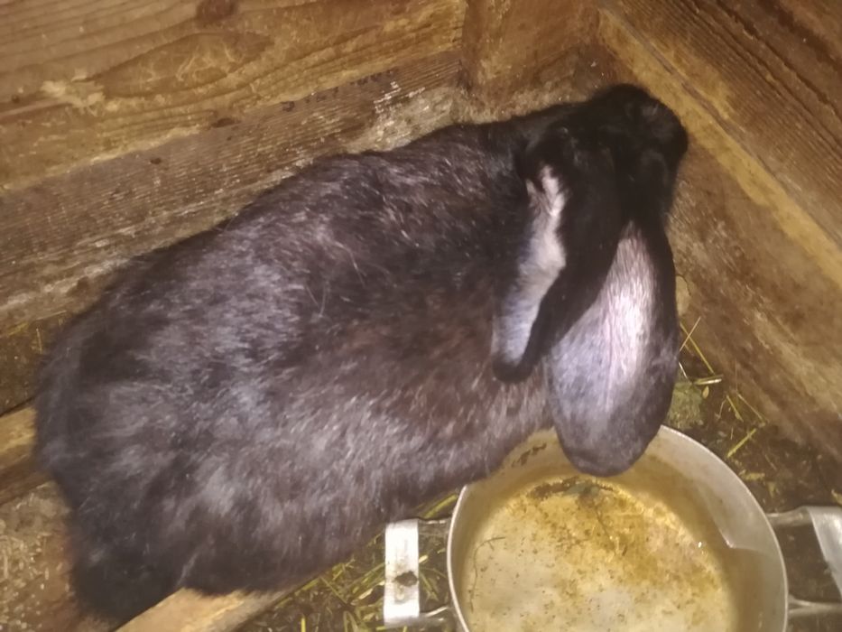 Предлагам зайци...