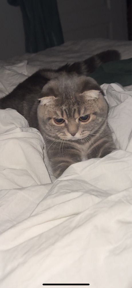 Кот на вязку Домашний