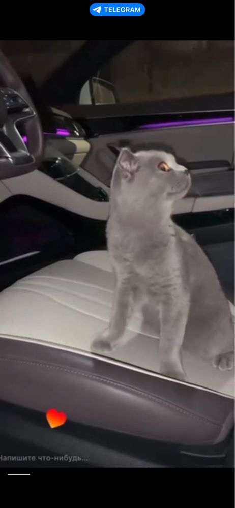 Чысто кровний скотиш страйт 3 мес