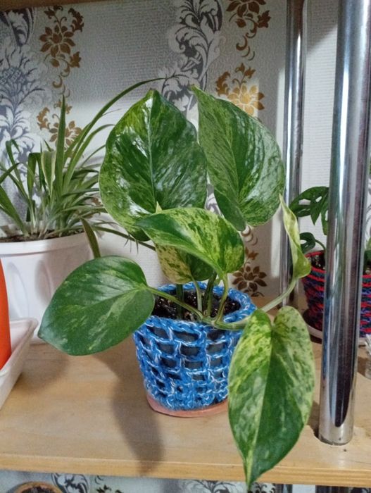 Цветы домашни. Не дорого.