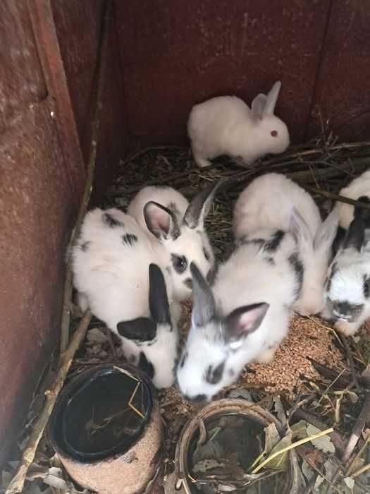 Зайци,  шарени, черни и бели