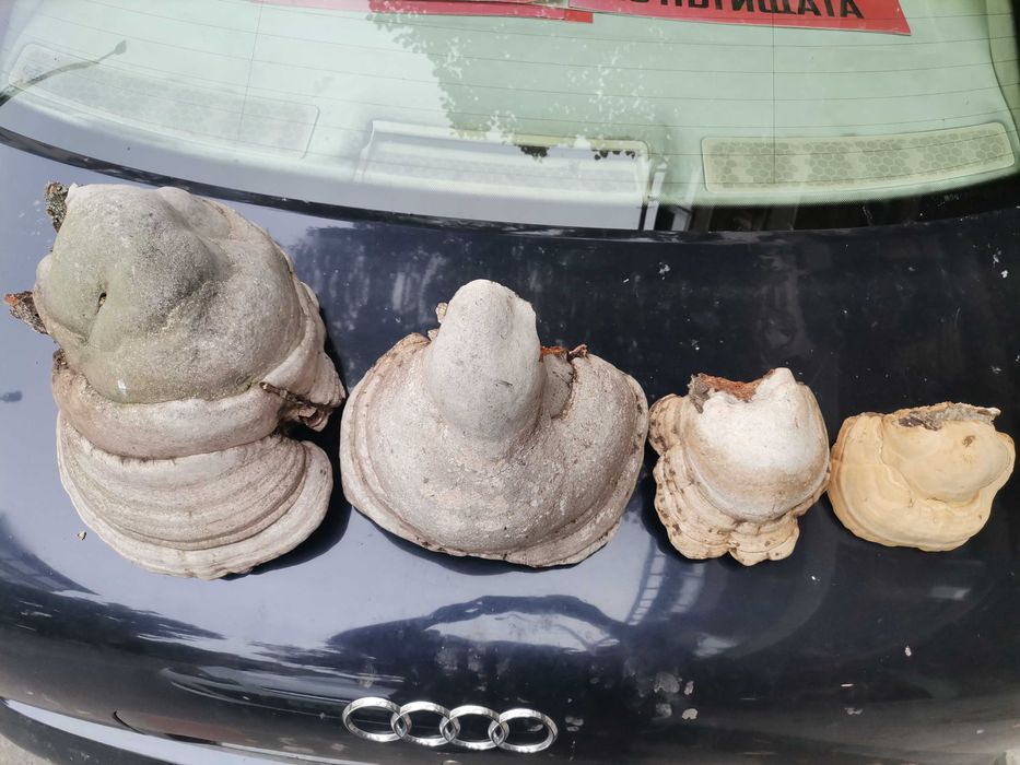 Дървесна гъба за украса в градината