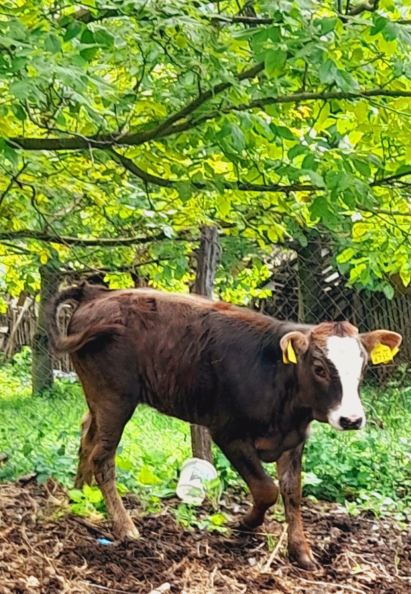 Vitea din vaca foarte bună de lapte