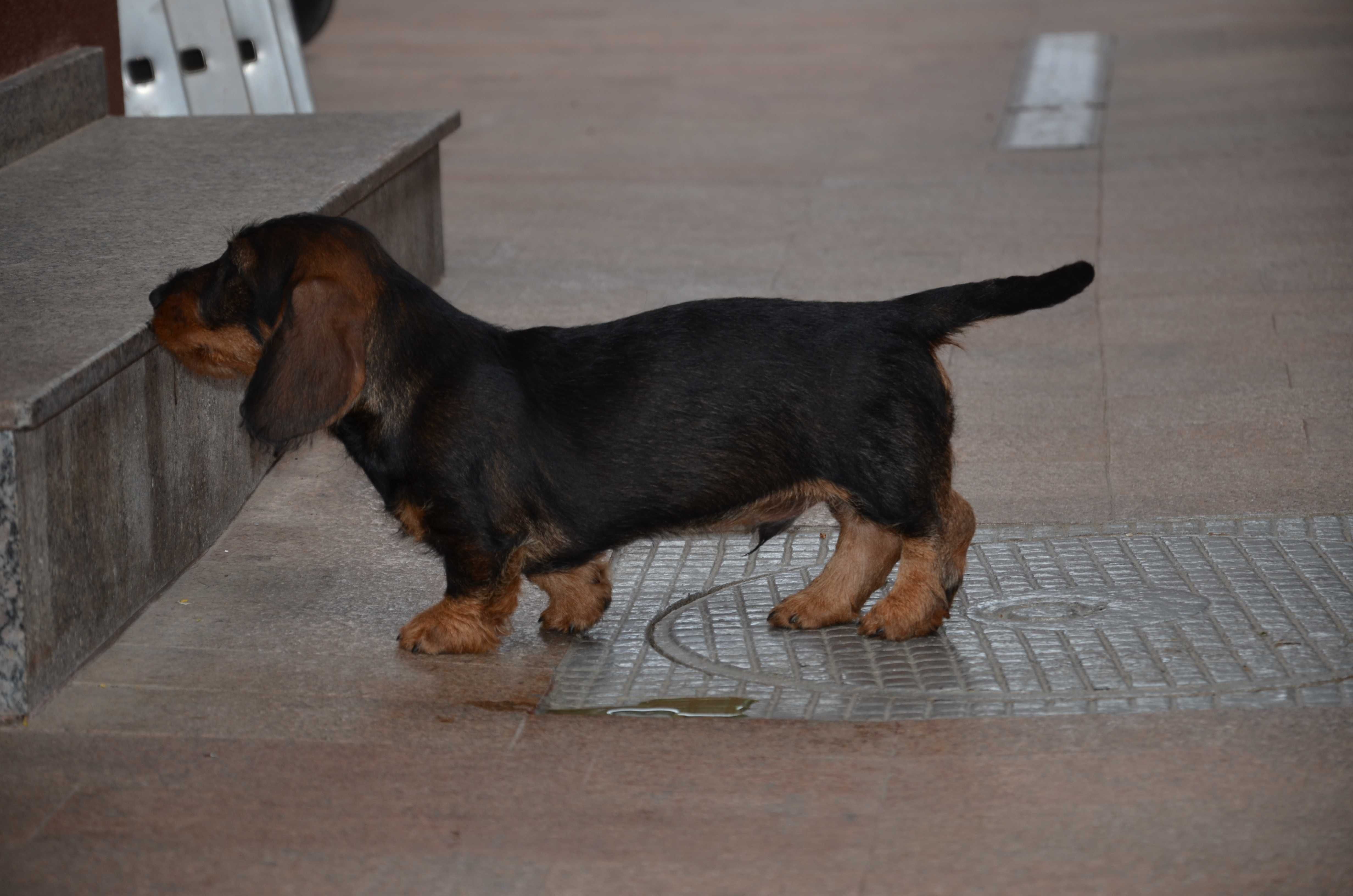 femela teckel sarmos standard , 4 luni , Pedigree A