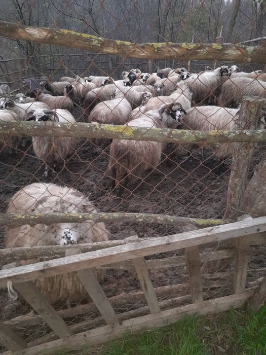Vând oi rasa Breaze de ținut oile