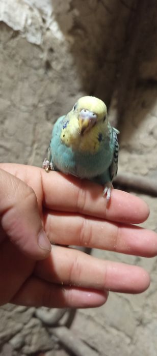 продам молодых птенцов попугаев для ручных