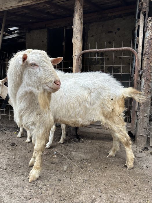 Țap Saanen 50 Kg Super Pret Ieftin
