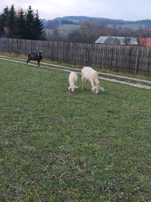 Capre și țap de vânzare