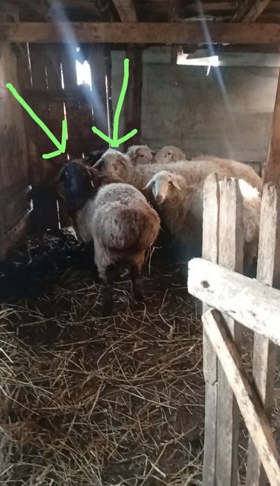 Продам кошкара и овцематку