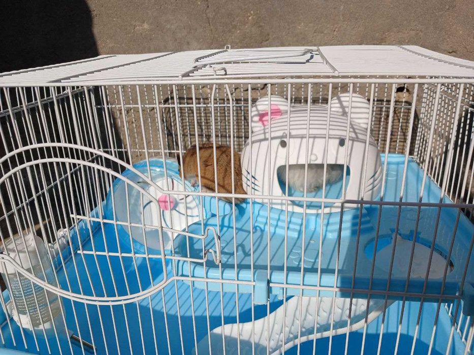 Xomyak 2 ta, qafasi bilan