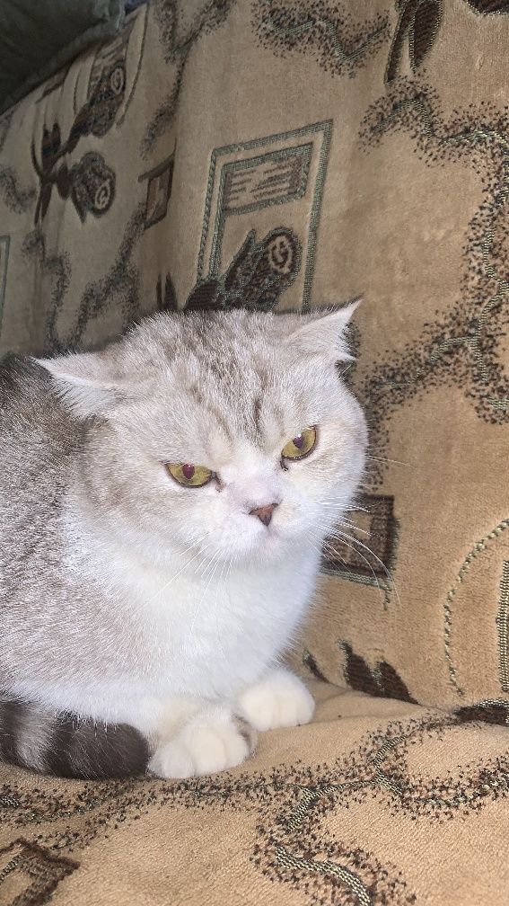 Мушук сотилади срочно