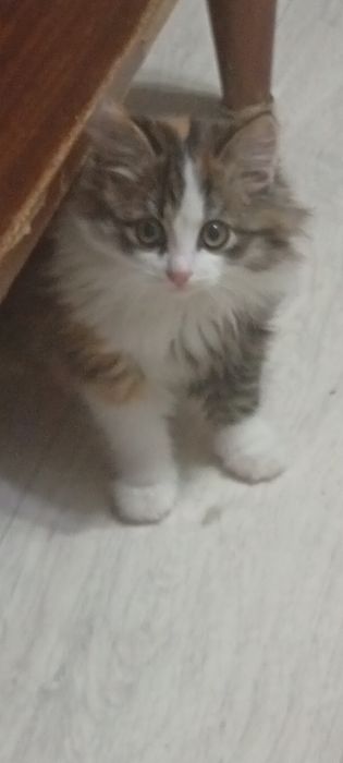 Отдам в заботливые ручки