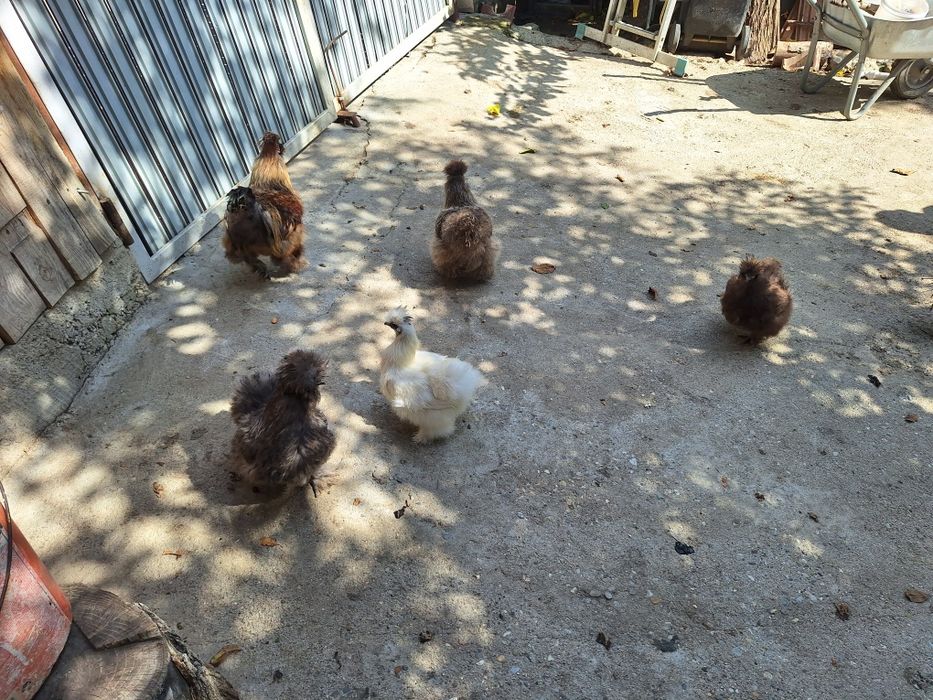 Vând Famile Mătase Japoneza 4+1