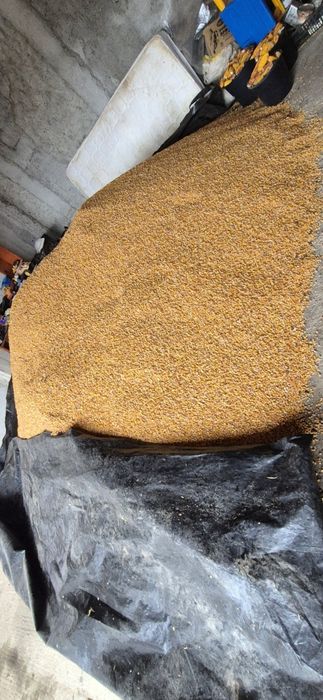 Producator... Porumb producție 2025