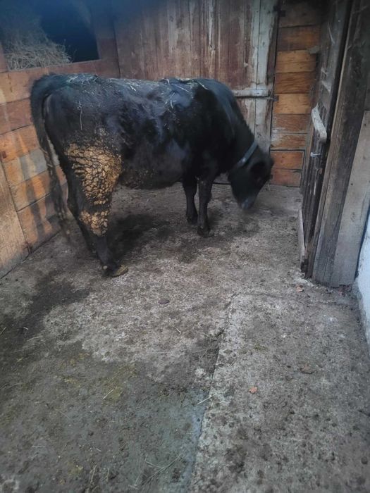 Продавам заплодена юница