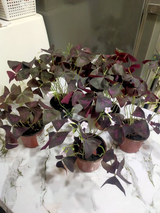 Кислица (оксалис)