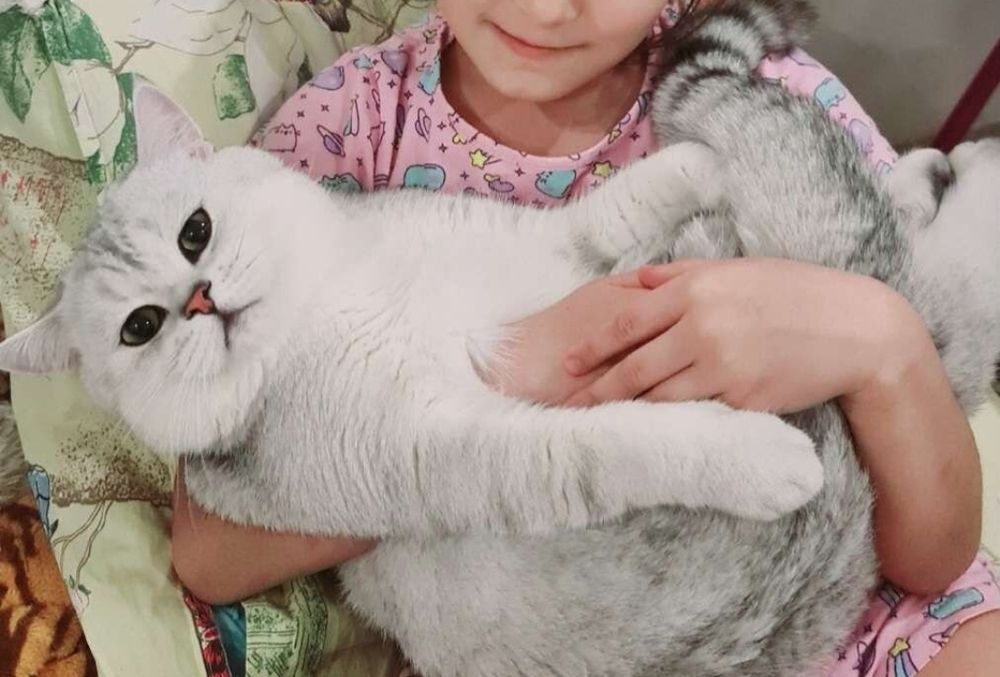 Взка случка, кота шотландсккого шиншила, ждет милых дам!